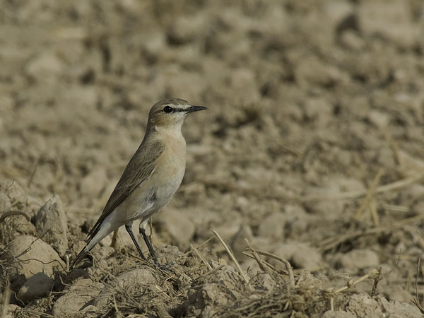 Arotasku, Isabelline Wheatear, Oenanthe isabellina